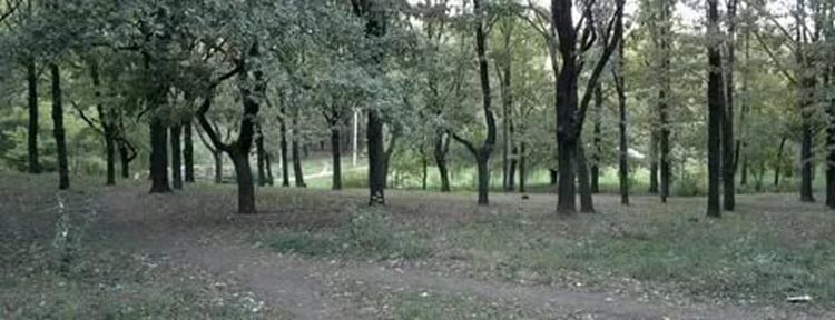 Роща «Дубки» Роща «Дубки»